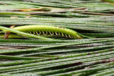 Phyllospadix torreyi, photographed by Allison Gong