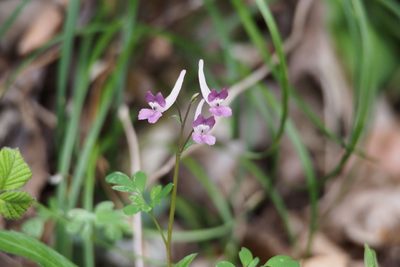 Corydalis decumbens, photographed by harum.koh