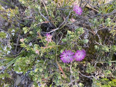 Drosanthemum floribundum, photographed by Christina