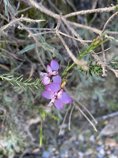 Polygala meridionalis, photographed by Christina