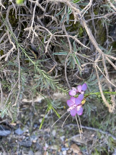 Polygala meridionalis, photographed by Christina