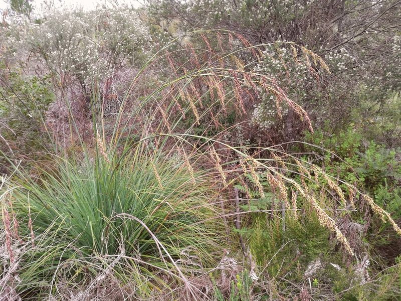Tetraria secans, photographed by David Rosenthal