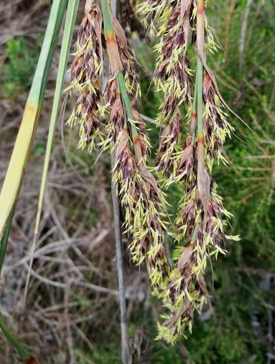 Tetraria secans, photographed by David Rosenthal