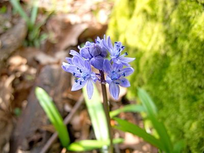 Scilla bithynica, photographed by katunchik