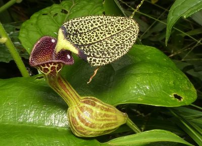 Aristolochia papillaris, photographed by Helio Lourencini