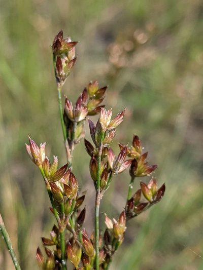 Juncus tweedyi, photographed by Benoit Renaud