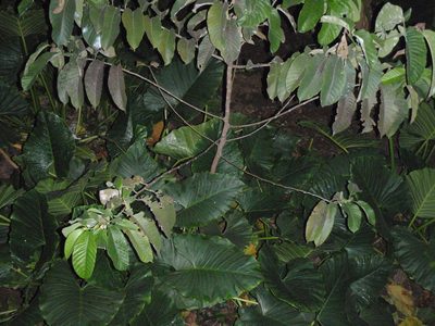Milicia excelsa, photographed by Carrie Seltzer