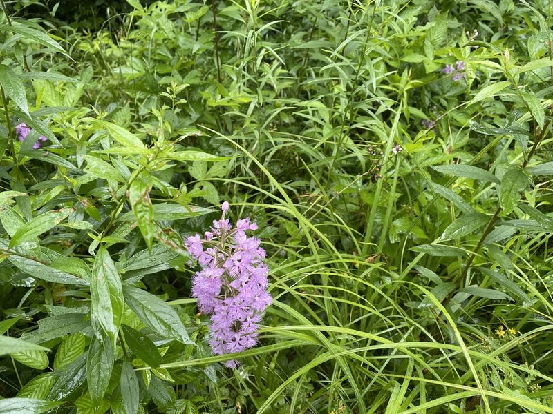 Platanthera grandiflora, photographed by Mary E. Macaulay, P.Eng.