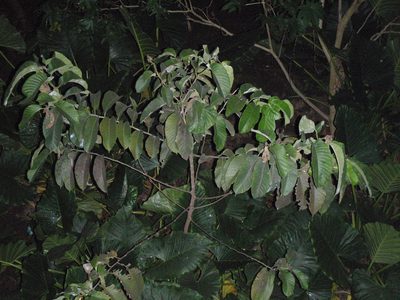 Milicia excelsa, photographed by Carrie Seltzer