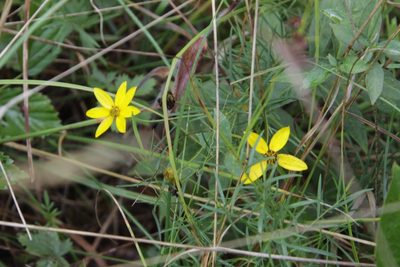 Coreopsis verticillata