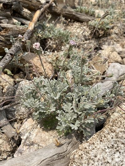 Chaenactis evermannii, photographed by Matt Berger