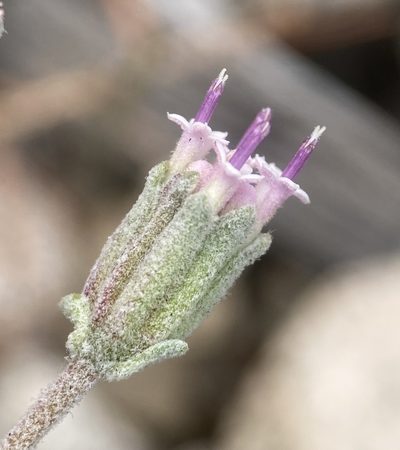 Chaenactis evermannii, photographed by Matt Berger