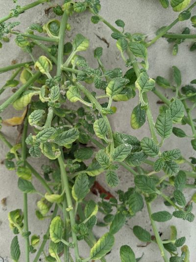 Amaranthus greggii, photographed by Alison Northup