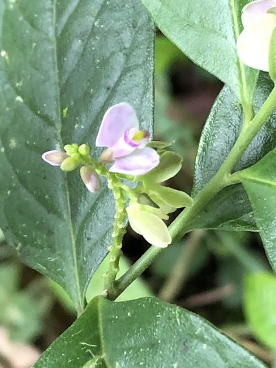 Asemeia acuminata, photographed by Jared Shorma