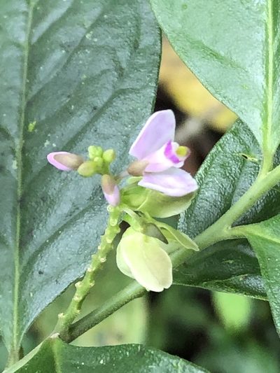 Asemeia acuminata, photographed by Jared Shorma