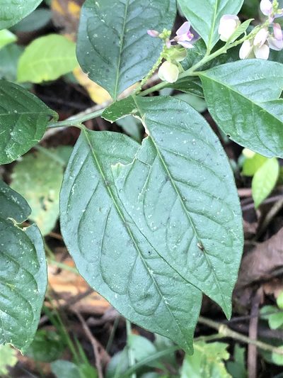 Asemeia acuminata, photographed by Jared Shorma