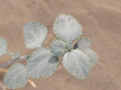 Dicoria canescens, photographed by Bob Miller