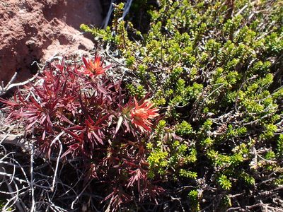 Castilleja rupicola, photographed by John Brew