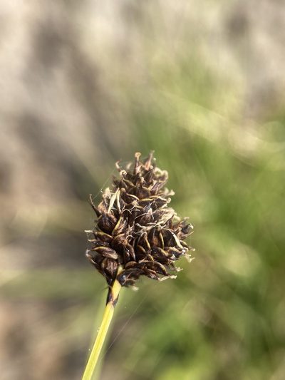 Carex heteroneura, photographed by Matt Berger