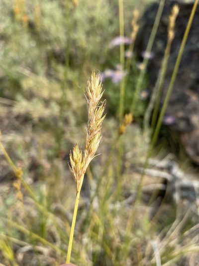 Carex petasata, photographed by Matt Berger