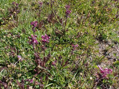 Pedicularis ornithorhynchos, photographed by John Brew