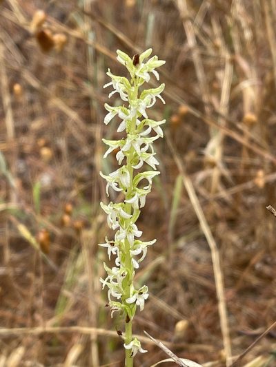 Platanthera yadonii, photographed by Irene