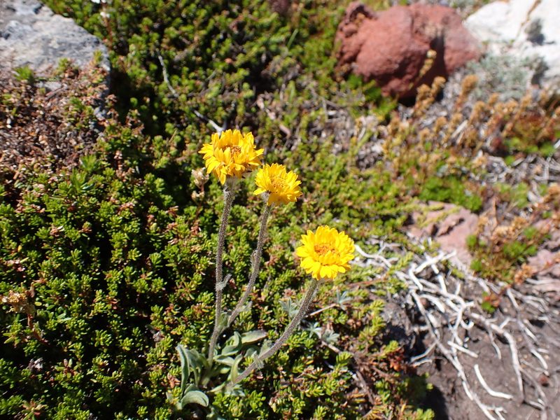 Erigeron aureus, photographed by John Brew
