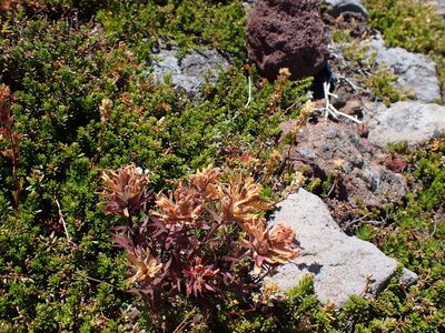 Castilleja rupicola, photographed by John Brew