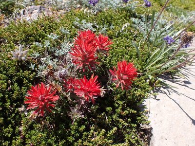 Castilleja rupicola, photographed by John Brew