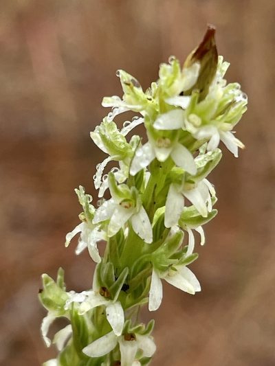 Platanthera yadonii, photographed by Irene