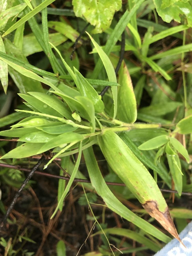 Dichanthelium ravenelii, photographed by John Kees