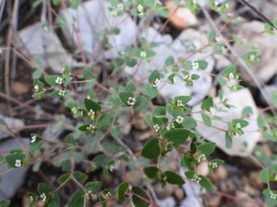 Euphorbia villifera, photographed by Leticia Jiménez Hernández