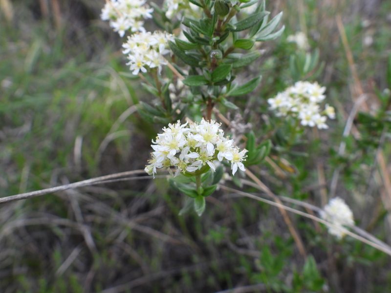 Fendlerella lasiopetala, photographed by Leticia Jiménez Hernández