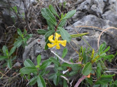 Mandevilla torosa, photographed by Leticia Jiménez Hernández