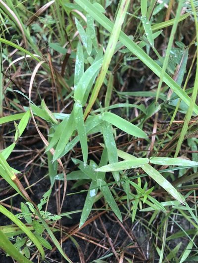 Gymnopogon brevifolius, photographed by John Kees