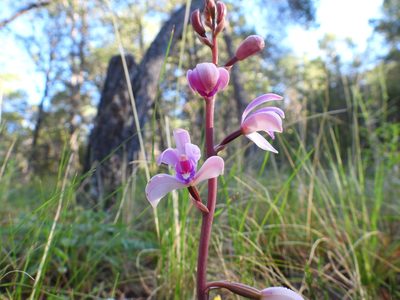 Bletia mexicana, photographed by Leticia Jiménez Hernández