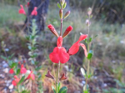 Salvia greggii, photographed by Leticia Jiménez Hernández