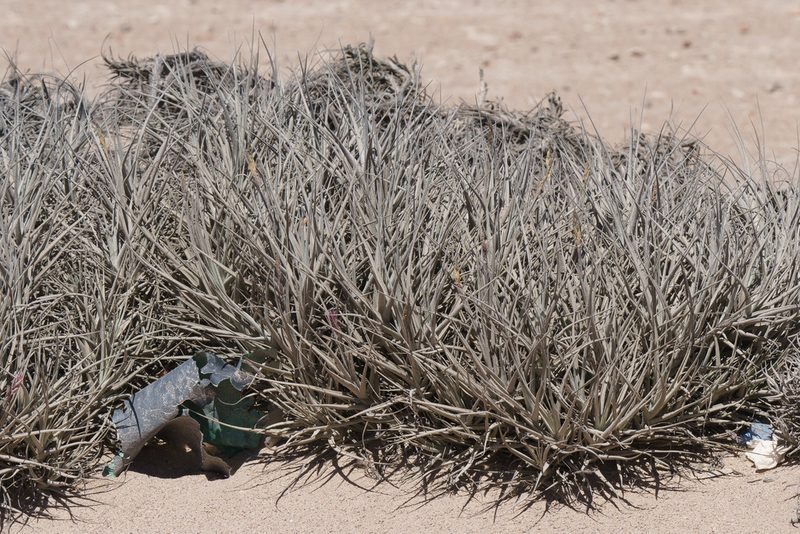 Tillandsia marconae, photographed by Jorge Herreros de Lartundo