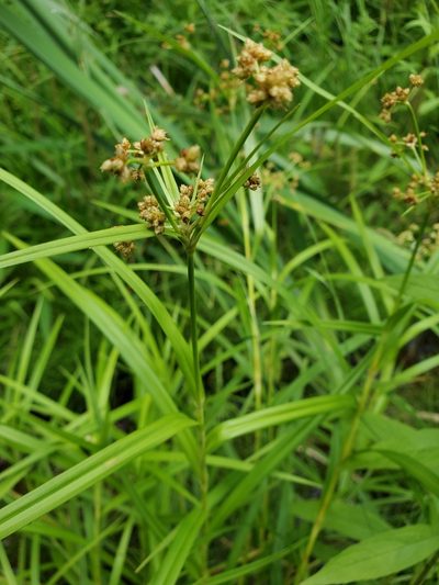 Scirpus polyphyllus, photographed by Tom Field