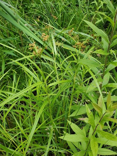 Scirpus polyphyllus, photographed by Tom Field
