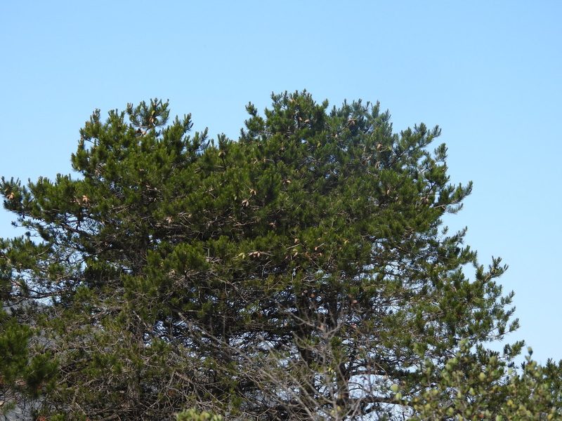 Pinus greggii, photographed by Leticia Jiménez Hernández