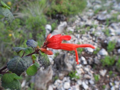 Salvia regla, photographed by Leticia Jiménez Hernández