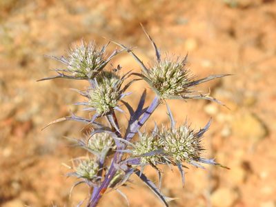 Eryngium dilatatum, photographed by Duarte Frade