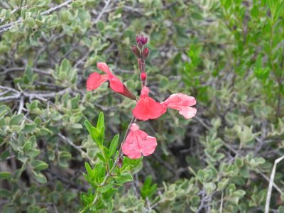 Salvia greggii, photographed by Leticia Jiménez Hernández