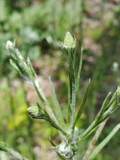 Pityopsis graminifolia, photographed by Tom Field