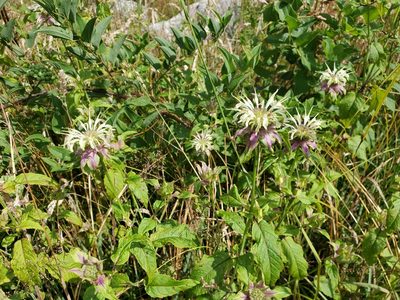 Monarda clinopodia, photographed by Tom Field