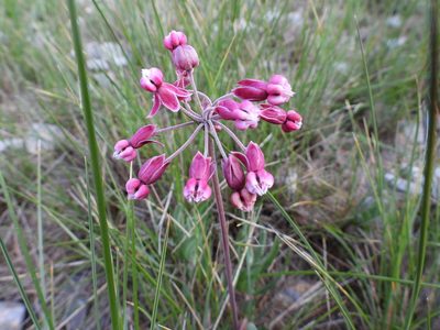 Asclepias virletii, photographed by Leticia Jiménez Hernández