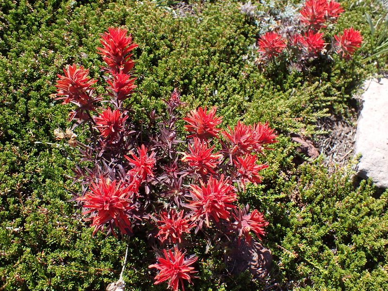 Castilleja rupicola, photographed by John Brew
