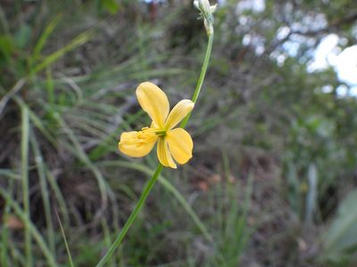 Echeandia flavescens, photographed by Leticia Jiménez Hernández