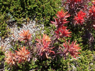 Castilleja rupicola, photographed by John Brew